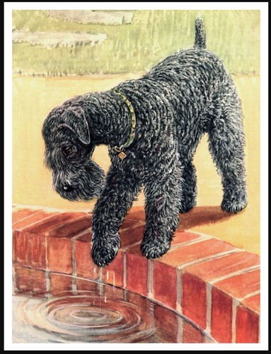 Kerry blue terrier lovely - blue, dog