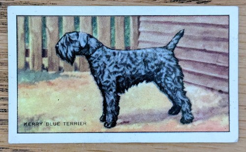 1936 gallaher cigarette card - 1936,