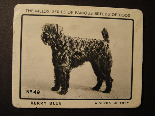 Scarce melox dog food famous - food,