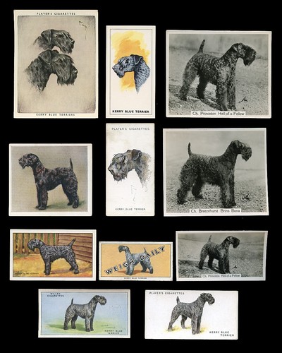 Kerry blue terrier dog - terrier,