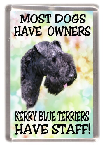 Kerry blue terrier dog - dog, fridge