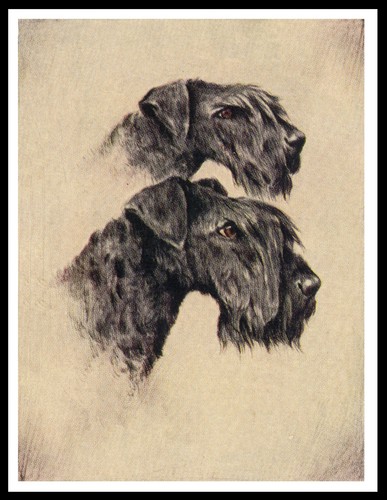 Kerry blue terrier head - head, study