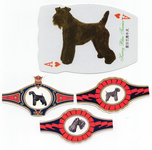 Kerry blue terrier collection - terrier,