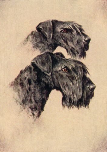 Kerry blue terrier - kerry, card