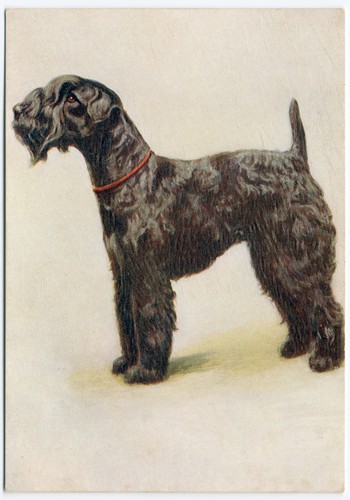 Kerry blue terrier - kerry, dog