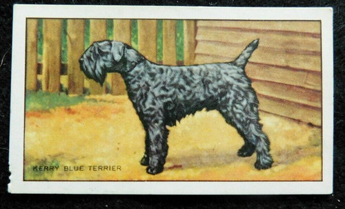 Kerry blue healer orig - kerry,
