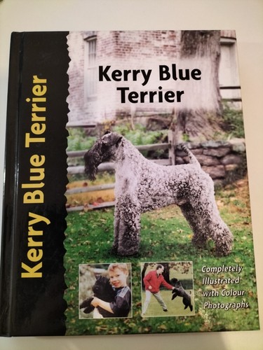 Kerry blue terrier - kerry,