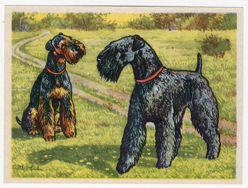 Kerry blue terrier - terrier, 1952