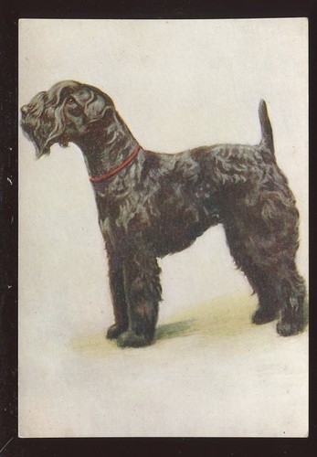Dogs the kerry blue - dogs,