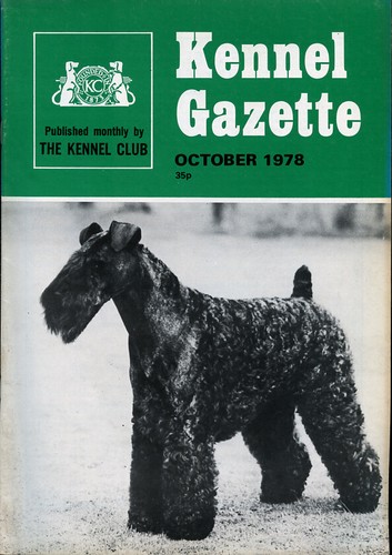 Kerry blue terrier - kerry, on