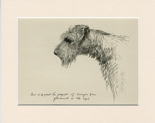 Kerry blue terrier - blue,