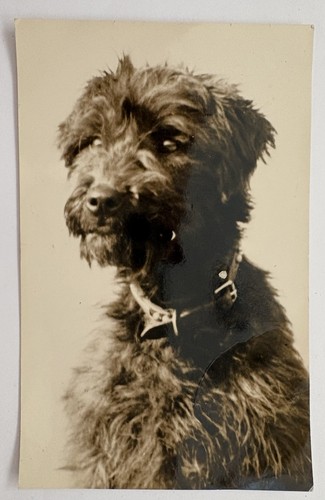 Kerry blue terrier probably - kerry,
