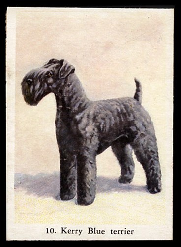 Kerry blue terrier dog - blue,