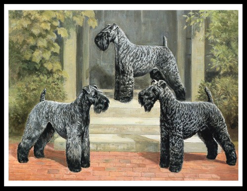 Kerry blue terrier dogs dog - terrier,