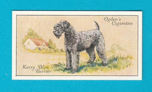 Dogs ogdens ltd - dogs, ltd.