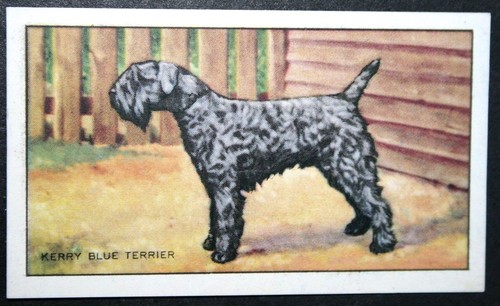 Kerry blue terrier vintage - kerry,