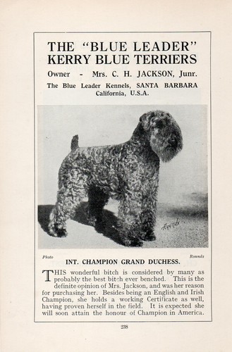 Kerry blue terrier - kerry,