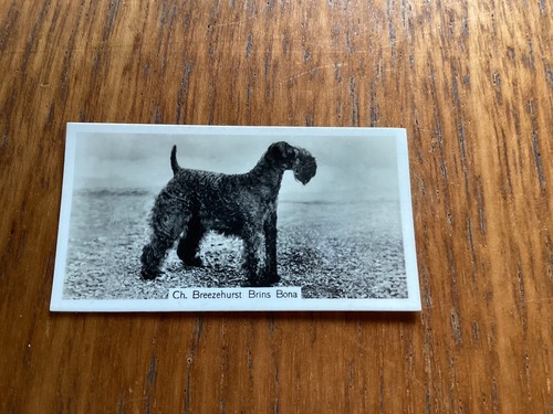 John sinclair champion dogs - -,