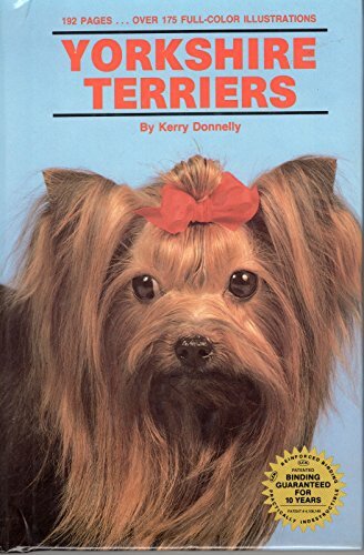 Yorkshire terriers kerry - yorkshire, terriers-kerry