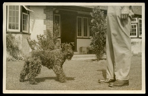 Kerry blue terrier dog - dog, real