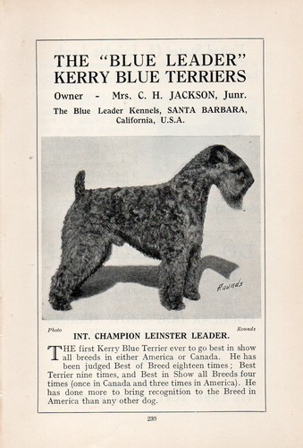 Kerry blue terrier vintage - blue,