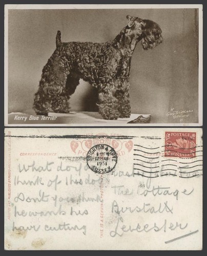 Kerry blue terrier - dog, puppy