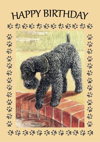 Kerry blue terrier dog - blue,