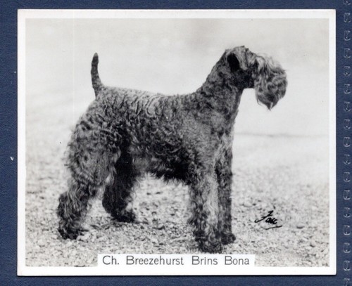 Kerry blue terrier original - blue,