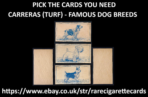 Carreras famous dog - carreras, (turf)