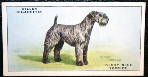 Kerry blue terrier vintage - blue,