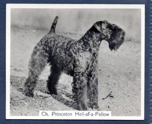 Kerry blue terrier - terrier-, original