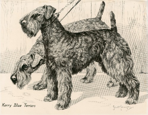 Kerry blue terrier dogs - blue,