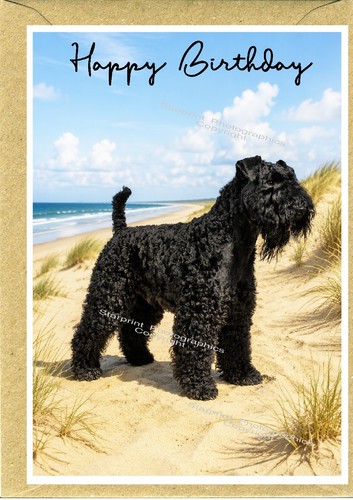 Kerry blue terrier - kerry, dog